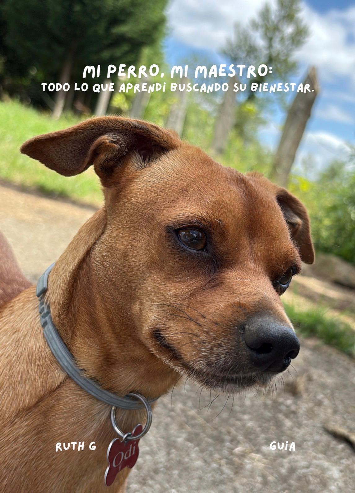 Mi perro mi maestro